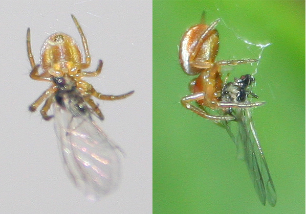 Araniella cf. displicata - San Don di Piave (VE)